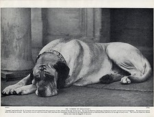 MASTIFF  CHAMPION JOSEPH OF