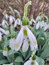 Snowdrop Galanthus elwesii Watered Silk