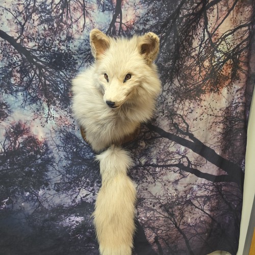 Brand new white fox shoulder - brand,