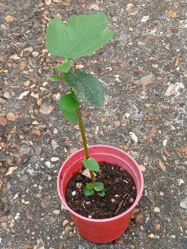 Year old fig ficus - year,