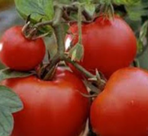 Tomato outdoor girl plug - x, 2
