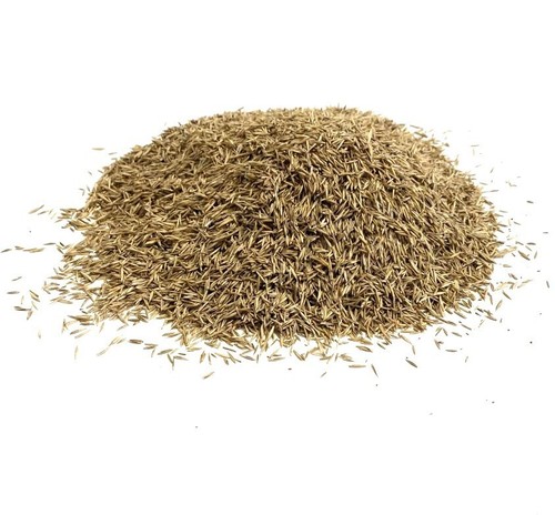 Lawn grass seed 1kg - seed,