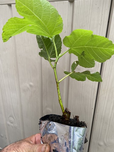 Fig brown turkey trees - x,