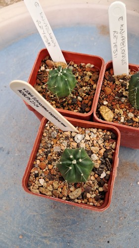Echinocereus knippelianus