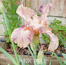 IRIS GERMANICA  -  PINK PELE -