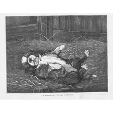 A St Bernard Puppy Dog - Antique Print 1885