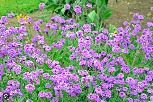 Verbena venosa pot - verbena,