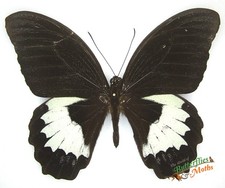 Papilio Aegeus 0rmenus  Orchid