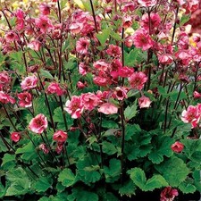 Geum TEMPO™ Rose Perennial
