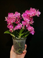 Phalaenopsis Mini Red. Compact