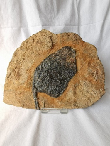 Beautiful silurian crinoid - beautiful,