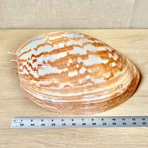 Empty shell melo amphora - empty,