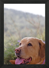 Labrador sweet portrait Framed