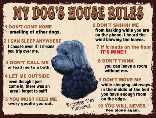 Dog house rules bouvier - house,