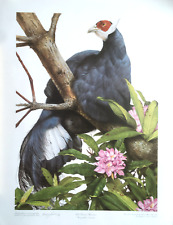 BLUE EARED PHEASANT TERENCE LAMBERT LTD EDN VINTAGE PRINT  22/400 C 1985