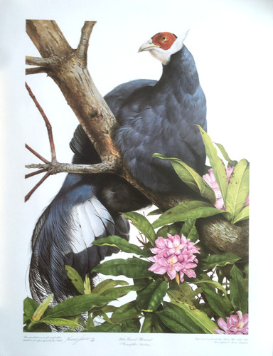 Blue eared pheasant terence - eared,