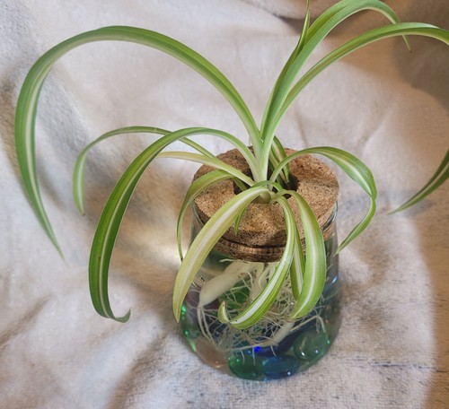 Spider plant a glass - spider,