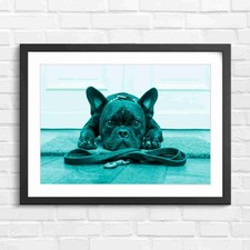 Cute Black French Bulldog