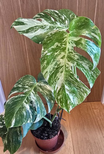 Monstera deliciosa var - deliciosa,