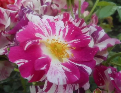 Wow climbing rose - wow,