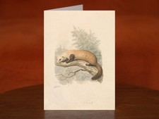 Polecat by Samuel Howitt (ca. 1817) - A5 Art Print Greeting Card