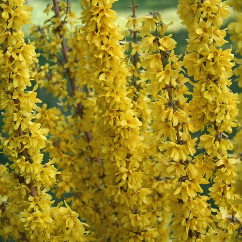 Forsythia mikador hardy - t&m,