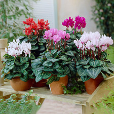Cyclamen Potted Plants | Vibrant Large Flowering Tuberous Perennial (9cm)