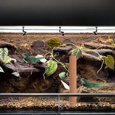  Bearded Dragon Climbing Frame