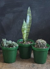 Succulent Selection Snake