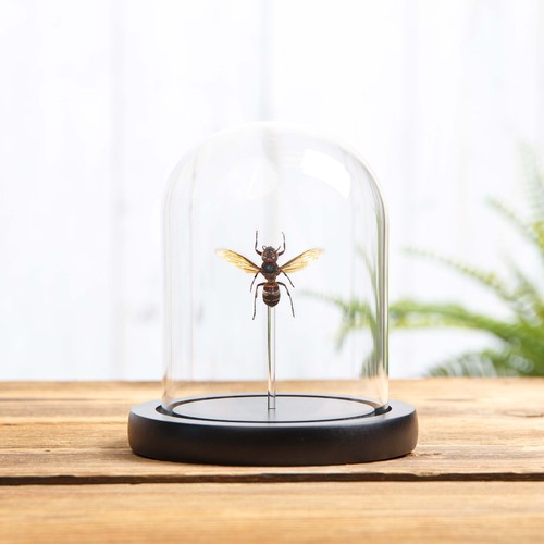 Taxidermy yellow vented hornet - taxidermy,