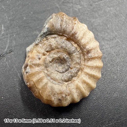 Charmouth promicroceras - charmouth,