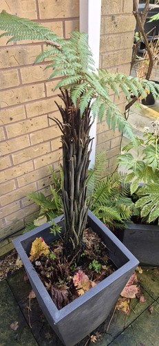 Dicksonia squarrosa tree - dicksonia,