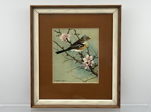 Basil ede chaffinch bird print - chaffinch,