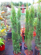 Italian Cypress - Cupressus