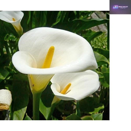 Fresh calla arum lily seeds - 10,