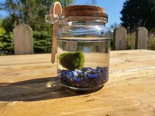 Marimo moss ball - moss, &