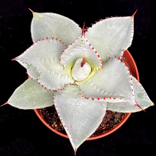 Dwarf agave dragionis hardy - dwarf,