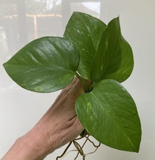 A Golden Pothos Rooted
