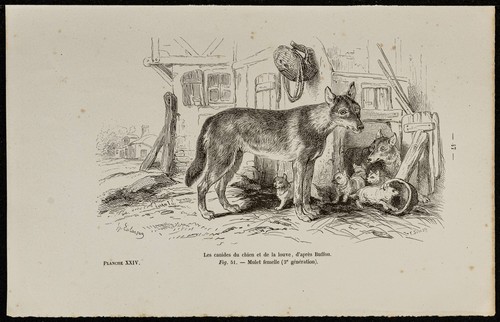 1867 dog and wolf puppies - 1867,