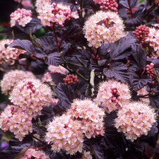 Physocarpus Lady in Red Ninebark Pink Flowering Shrub Hardy Garden Plant in Pot
