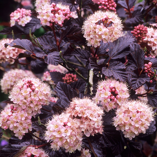 Physocarpus lady red - lady,