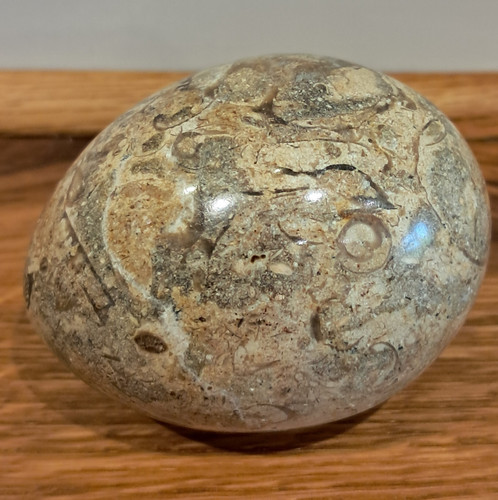 Polished fossil stone egg - fossil,