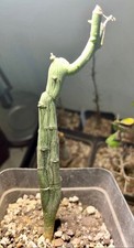 RARE Adenia Globosa