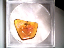 Baltic Amber Fossil W Insect Inclusion In Display Box. Xmas Christmas Gift Idea!