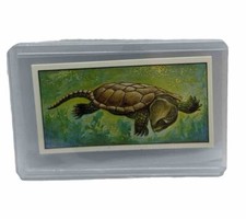 Large-headed Terrapin #15 Living Creatures of Our World 1979 Bassett/Barratt