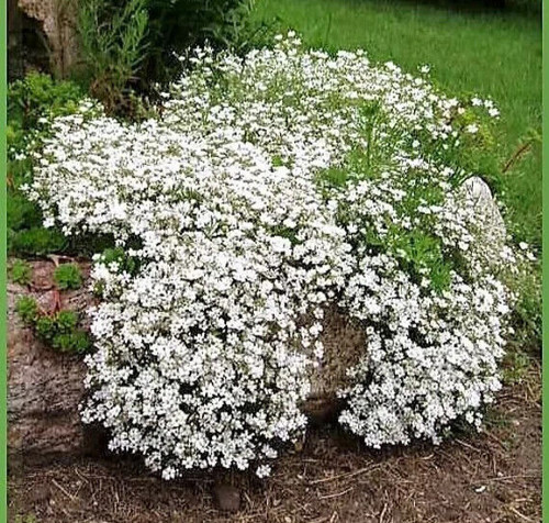 Gypsophila repens white - , 800