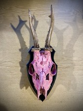 Real Muntjac Skull Deer Wood Mounted Pink Black Oddities Weird Taxidermy Gothic