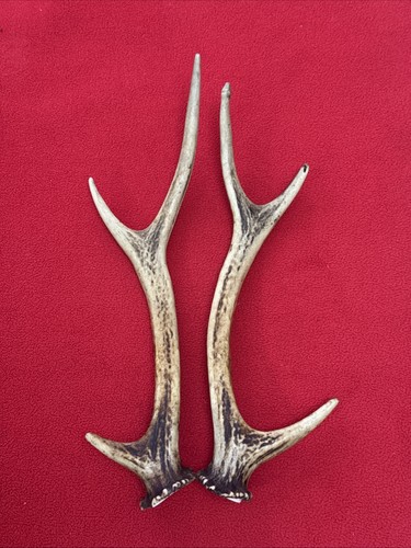 Pair sika deer antlers - pair,