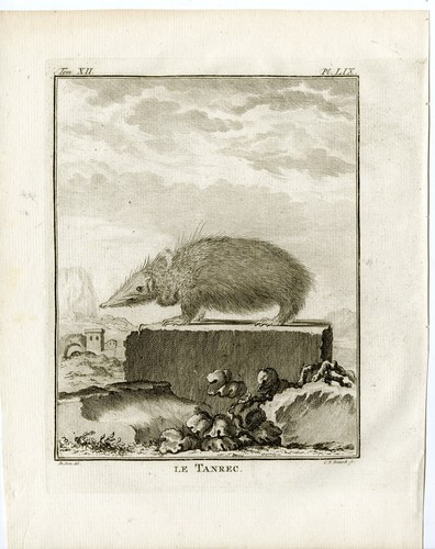 Antique print tailless - antique, print-tailless