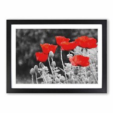 Red Poppy Field Framed Canvas
